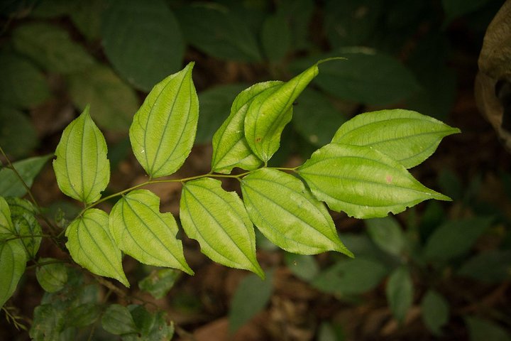 Close-up of green leaves with a blurred natural background