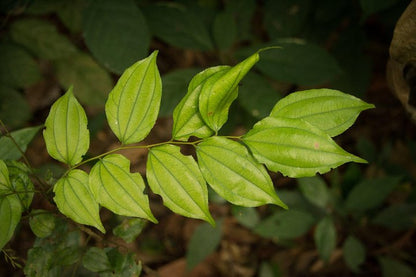 Close-up of green leaves with a blurred natural background